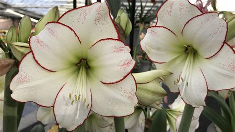 Amaryllis in Literature: Poems, Novels, and Stories Inspired by this Enigmatic Flower